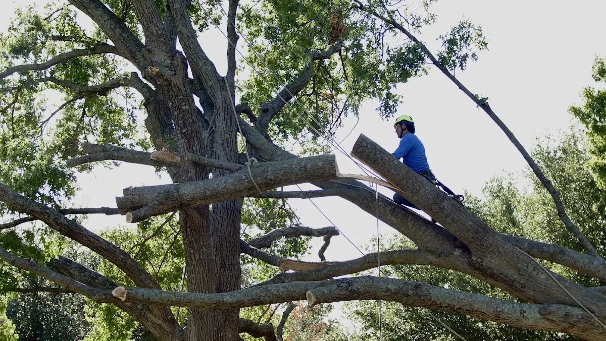 Professional Crown Thinning performed by certified arborists in Sherman