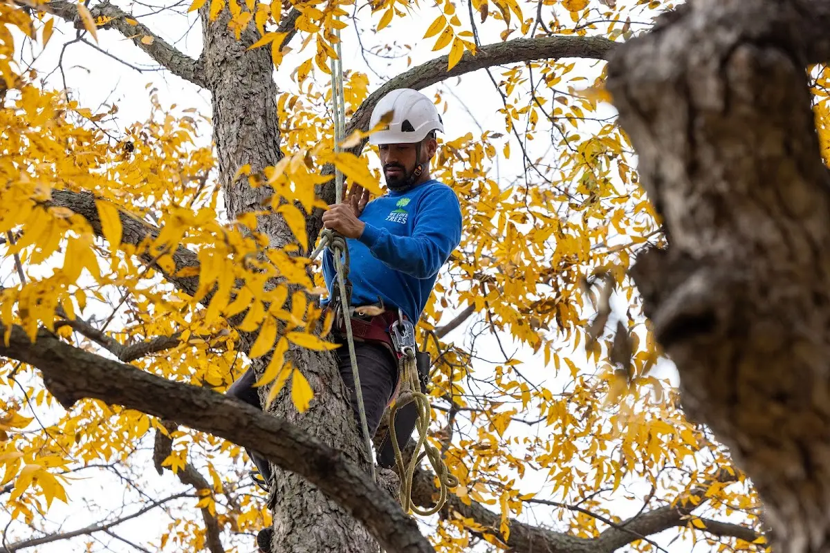 Skilled Storm Damage Cleanup crew working in Sherman