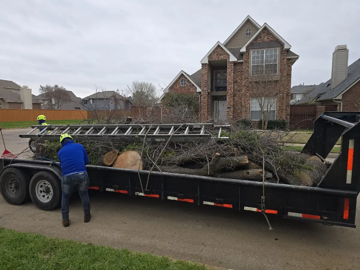 Expert Tree Fertilization with proper safety equipment in Sherman
